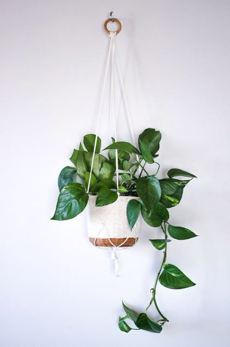 DIY: Plant hanger: Plant Hanging, نباتات منزلية, Hanging Plants Indoor, Diy Plant Hanger, Best Indoor Plants, Houseplants Indoor, Interior Plants, Easy Plants, Diy Plants