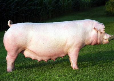 Duroc Pig Breed Info, Meat/Pork Production, Farming, Pictures | Breeds List Large White Pig, Large Black Pig, Red River Hog, Pig Images, Pig Breeds, Raising Pigs, Pot Belly Pigs, Pig Pictures, Pig Art