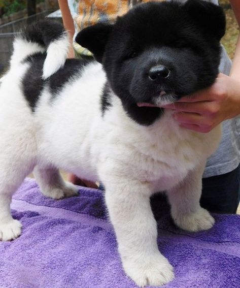 Akita Puppies For Sale | Raleigh, NC Akita Puppies For Sale, American Akita Dog, Akita Puppies, American Akita, Akita Inu, Akita Dog, Raleigh North Carolina, Teacup Puppies, Cute Animals Images