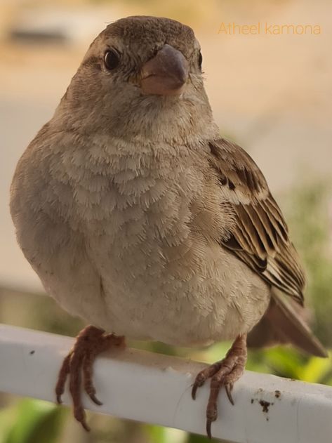 Female Sparrow, Female House Sparrow, Rajendra Prasad, Photo Facts, Pet Things, House Sparrow, Brown Bird, Pet Ideas, Cosplay Diy