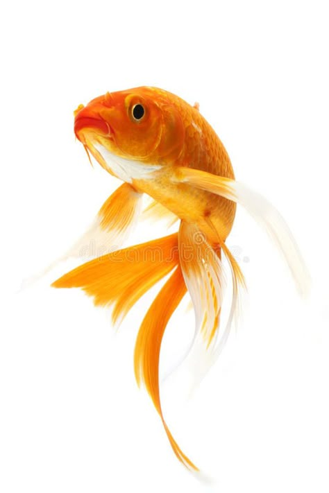 Fish Photography, Goldfish Art, Koi Fish Drawing, Golden Fish, Koi Fish Pond, Carpe Koi, Fish Stock, Fish Drawings, Fish Ponds