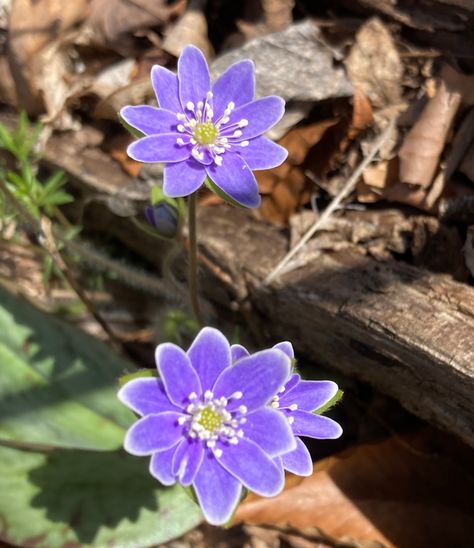 Ohio Natives in Bloom - FineGardening Trout Lily, Fern Frond, Native Flowers, Fine Gardening, Hope For The Future, Wild Plants, Garden Photos, Walk In The Woods, Shade Garden