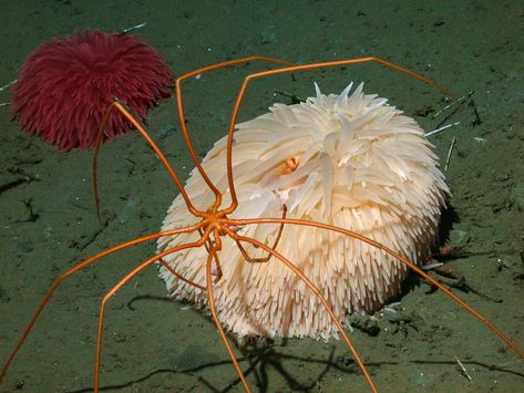 Giant sea spider • MBARI Giant Sea Spider, Sea Spider, Ocean Science, Sea Cucumber, Baby Schedule, Scary Animals, Save Our Oceans, Underwater Creatures, Sea Shore