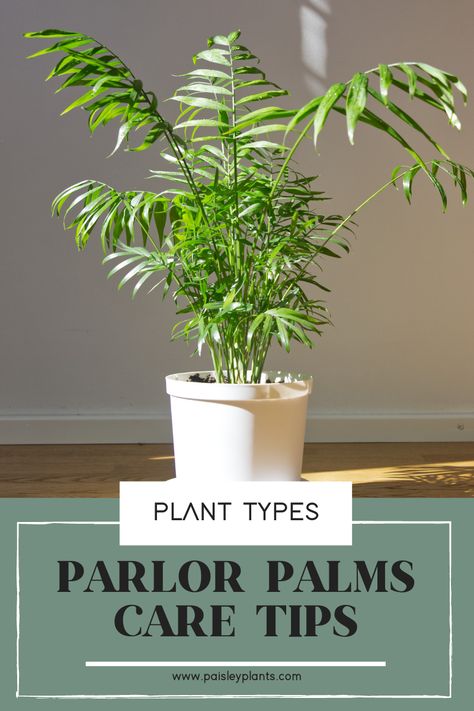 Love Palm Plants, Types Of Palm Plants, Parlor Palm Care, Apartment Jungle, Palm Indoor Plant, Indoor Palm Plants, Plant Knowledge, Palm House Plants, Houseplant Collection