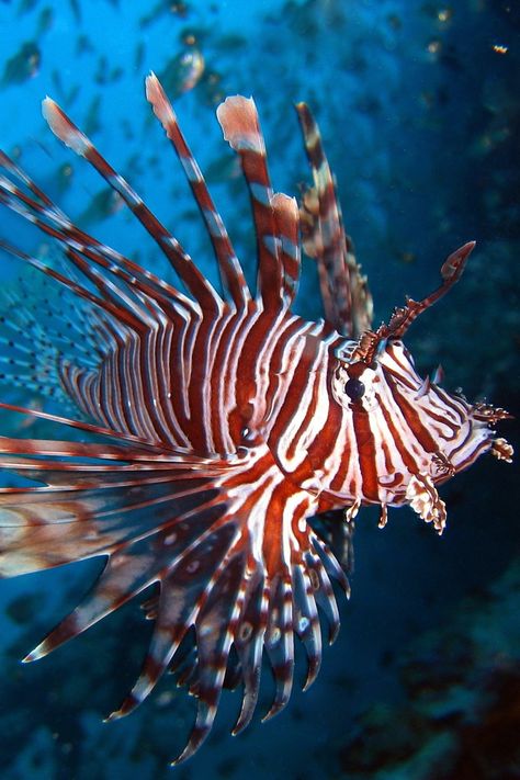 Lionfish Aesthetic, Beautiful Fishes, Deep Sea Creatures, Cool Fish, Underwater Art, Beautiful Sea Creatures, Lion Fish, Aquatic Life, Aquarium Design