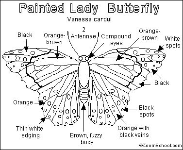 Painted Lady Butterfly Printout - EnchantedLearning.com Viceroy Butterfly, Butterfly Facts, Vanessa Cardui, Painted Lady Butterfly, Moth Drawing, Lady Butterfly, Lunar Moth, Moth Wings, Butterfly Life Cycle