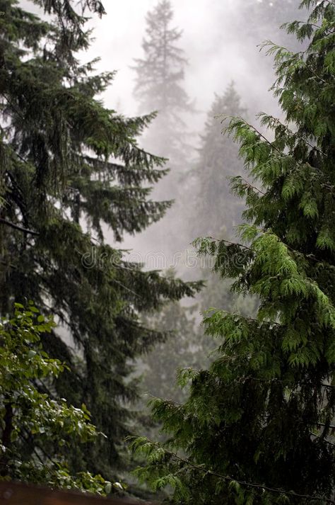 Foggy Trees, Golden Bc, How To Camp, Nature Rain, Mystic Forest, Emily Carr, Fall Landscape, Crisp Air, Tall Trees