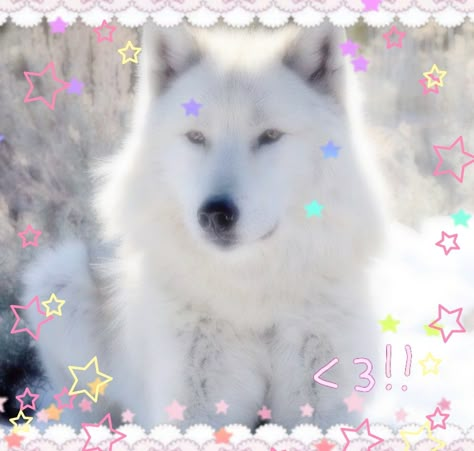 Kawaii Wolf, Stars, White, Kawaii