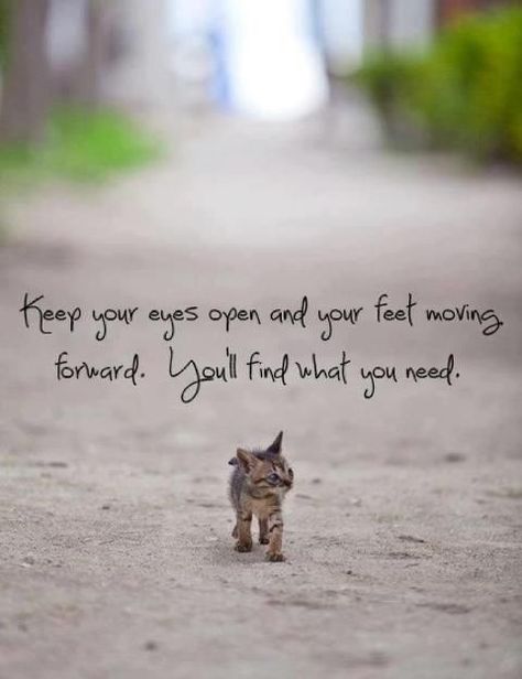 Keep your eyes open and your feet moving forward. You'll find what you need. Keep Your Eyes Open, Moving Forward, Cat Memes, Your Eyes, Motivational Quotes, Road, Tumblr, Memes, Quotes