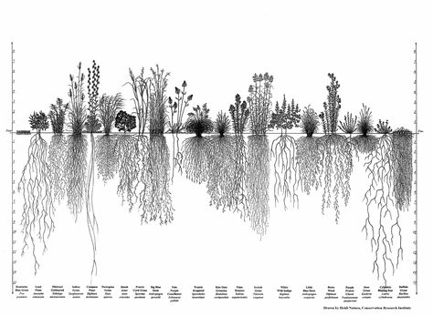 One of the wonders of big bluestem grass is its nine-foot-long roots, helping to keep soil in place and store carbon in a time of climate change. Prairie Planting, Lawn Alternatives, Root Structure, Perennial Grasses, Arte Peculiar, Site Analysis, Garden Drawing, Root System, Plant Roots