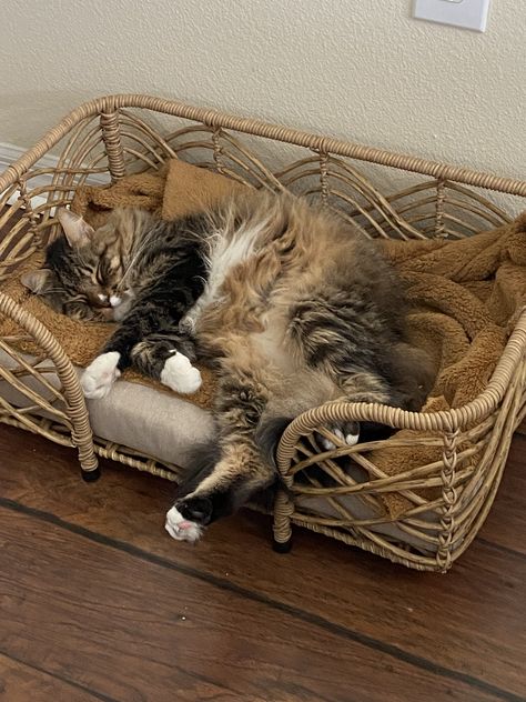 Cozy Cat Furniture, Cat Aesthetic Apartment, Boho Cat Bed, Cute Cat Beds Aesthetic, Apartment Cat Aesthetic, Cozy Cat Corner, Cute Cat Items, Cat Stuff Aesthetic, Cat Furniture Aesthetic