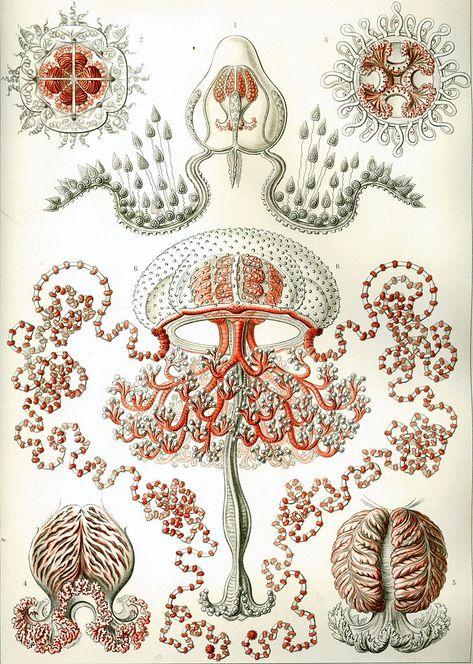 Ernst Haeckel’s Sublime Drawings of Flora and Fauna: The Beautiful Scientific Drawings That Influenced Europe’s Art Nouveau Movement (1889) | Open Culture Ernest Haeckel, Art Forms In Nature, Jellyfish Illustration, Forms In Nature, Scientific Drawing, Natural Form Art, Cnidaria, Jellyfish Print, Illustration Kunst