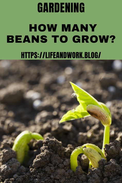 how many feet of beans to grow per person How To Grow Beans, Growing Bush Beans, Snap Beans, Bean Plant, Dry Beans, Bush Beans, Pole Beans, Lima Beans, Seasonal Garden