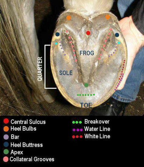 Hoof anatomy Horse Hooves, Equine Care, Horse Lessons, Healthy Horses, Horse Information, Horse Care Tips, Horse Facts, Hoof Care, Horse Anatomy