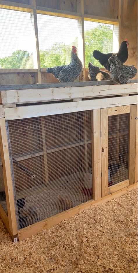 Raised Chicken Brooder, Brooder Under Roost, Pallet Roost For Chickens, Baby Chick Housing, Chicken Coop With Storage Area, Hen Houses Diy, Chicken Run And Coop Ideas, Diy Baby Chicken Coop Ideas, Brooder In Chicken Coop