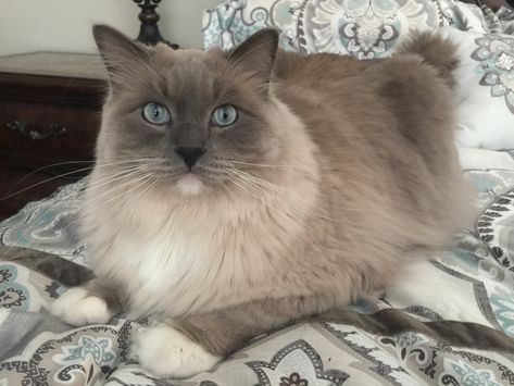 Blue Mink Ragdoll, Cat Whisperer, F2 Savannah Cat, Cat Spray, Savannah Cat, Litter Box, Cat Owners, Wild Ones, Pretty Cats