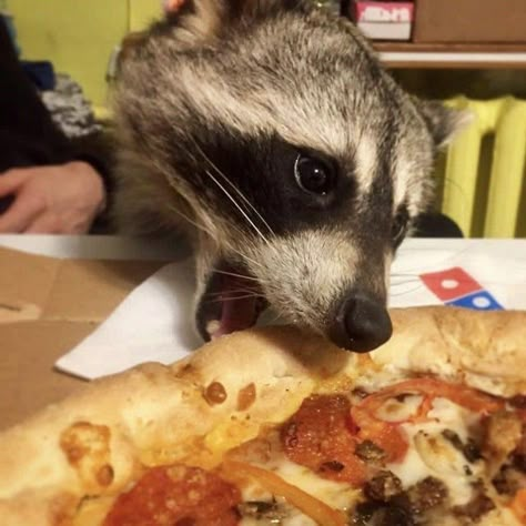 Pet Raccoon, Cute Raccoon, Funny Animal Photos, Raccoon Funny, Trash Panda, Cute Animals Images, Silly Animals, Cute Wild Animals, Racoon