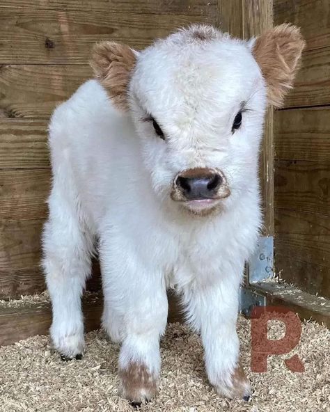 Male Cow, Highland Cow Pictures, Cow Slippers, Long Horns, Pet Cows, Cute Name, Baby Farm Animals, Mint Ice Cream