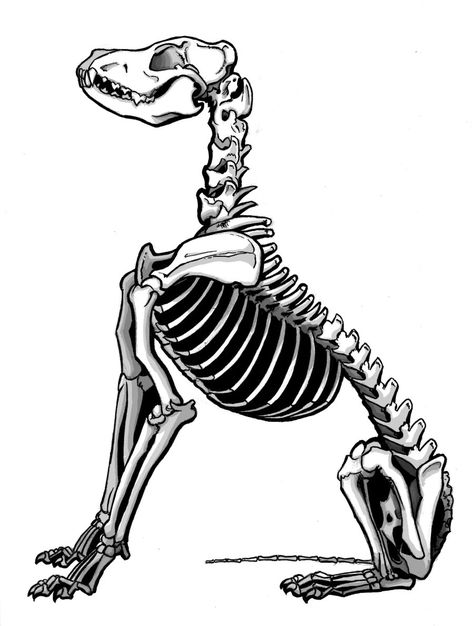 sitting dog Dog Anatomy Tattoo, Dog Sitting Reference, Skeleton Dog Drawing, Skeleton Dog Tattoo, Dog Skeleton Tattoo, Canine Skeleton, Skeleton Pics, Skeleton Drawing, Animal Skeleton