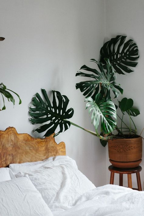 MONSTERA DELICIOSA BEDSIDE – DYKE & DEAN Indoor Plants Bedroom, Decoration Hall, Minimal Bedroom, Interior Vintage, Decor Ikea, Best Indoor Plants, Bedroom Plants, Design Seeds, Wood Headboard