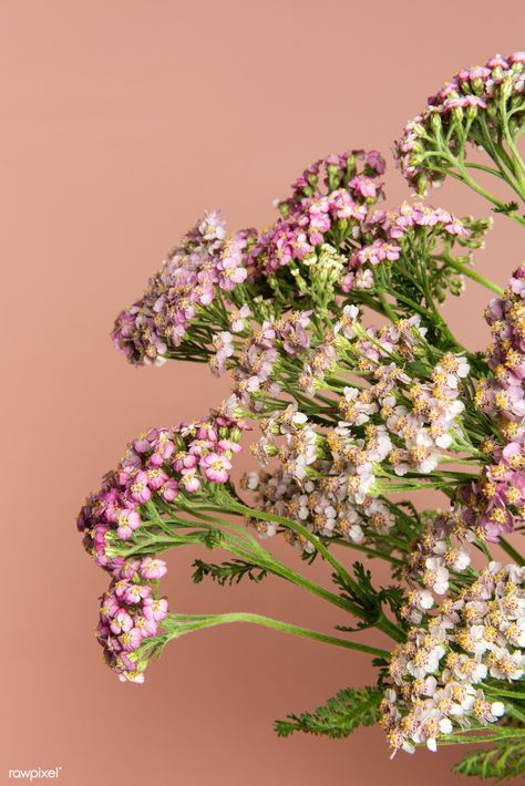 Blooming pink yarrow flowers  | premium image by rawpixel.com / Teddy Rawpixel Bloom Background, Campanula Flowers, Yarrow Flower, Pink Yarrow, White Lily Flower, Sweet Pea Flowers, White Rose Flower, Ranunculus Flowers, Protea Flower