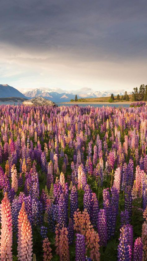 Flowers In The Mountains, Teresa Core, Gorgeous Pics, Lupine Flowers, Wildflowers Photography, Collage Pictures, Pretty Views, Sky Pics, Favourite Flowers