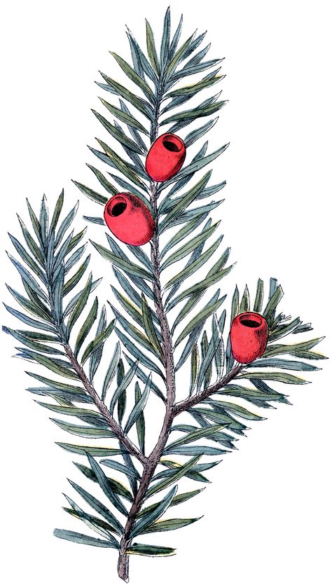 Yew Branch Tattoo, Yew Tree Illustration, Yew Tree Drawing, Yew Tree Tattoo, Yew Tattoo, Poison Tattoo, Christmas Fairies, Berry Branch, Taxus Baccata