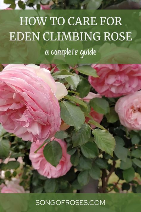 Eden Climbing Rose Care Planting Climbing Roses, Heirloom Roses Climbing, Eden Climber Rose, Eden Roses Climbing, Maximalism House, Kiss Me Kate Climbing Rose, Eden Climbing Rose, Roses Trellis, Red Eden Climbing Rose