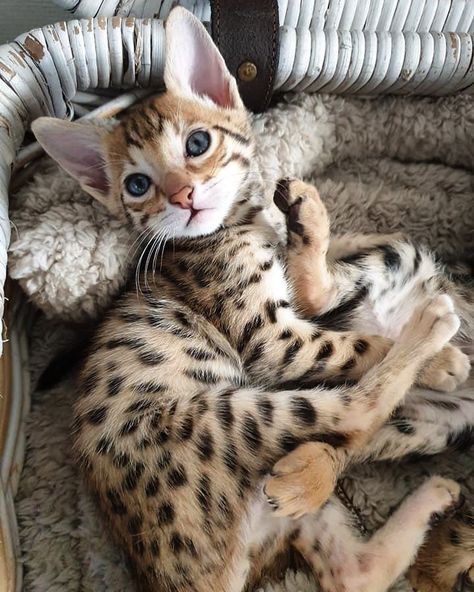 F1 Savannah Cat, Savannah Cat For Sale, Serval Kitten, Savannah Kitten, Savannah Cats, Asian Leopard Cat, Hybrid Cat, F2 Savannah Cat, Bengal Kitten