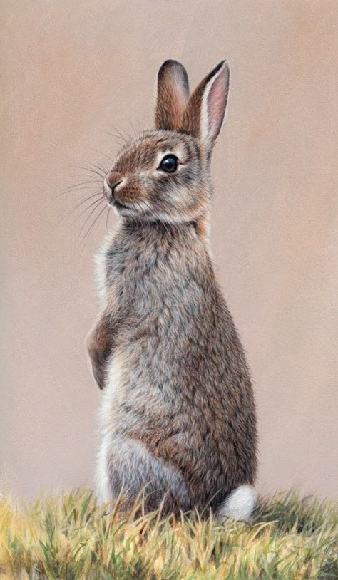 Wild Bunny, Rabbit Sitting, Rabbit Pictures, Rabbit Photos, Rabbit Drawing, Bunny Painting, Rabbit Painting, Bunny Drawing, Bunny Pictures