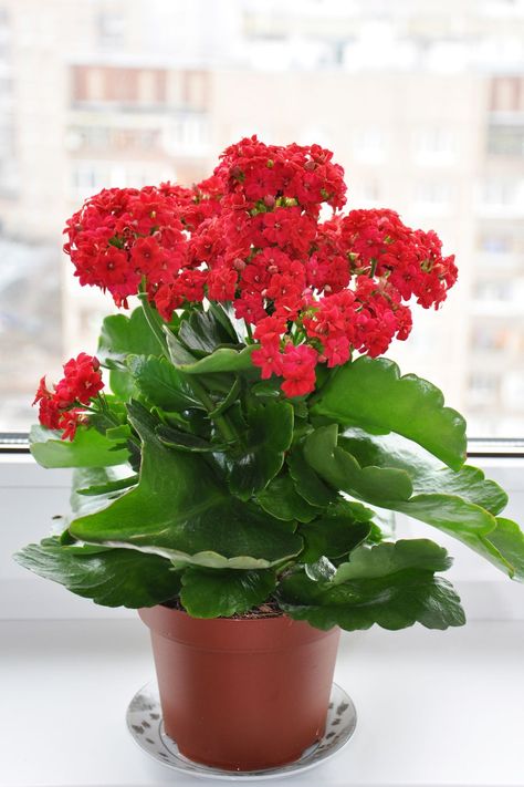 Kalanchoe Kalanchoe Flowers, Kalanchoe Plant, Easy To Grow Houseplants, Kalanchoe Blossfeldiana, Easy Care Houseplants, Indoor Flowering Plants, Flower Pot Design, Inside Plants, Best Indoor Plants