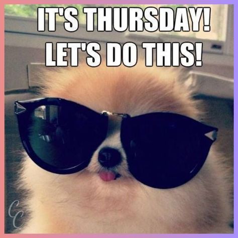 Okay, HOW is it ALREADY Thursday? 😳 😎 #catrinascorner Lets Do This Quotes, Thursday Meme, Thursday Humor, Happy Thursday Quotes, Thursday Quotes, Happy Weekend Quotes, Happy Week End, Weekend Quotes, Lets Roll