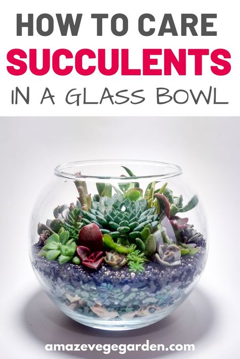 Succulent Arrangements In Glass Bowl, Plants In Glass Bowl, Succulents In Water, Christmas Succulents, Care For Succulents, Marimo Moss Ball Terrarium, Succulents Arrangements, Zay Flowers, Succulent Bowl