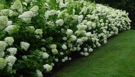 Hydrangea Limelight, Southern Landscaping, Coastal South Carolina, Upstate South Carolina, Limelight Hydrangea, Porch Plants, Native Plant Gardening, Best Perennials, Backyard Flowers