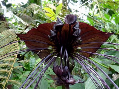 | Bat Plant, Bat Flower, Orchid Seeds, Goth Garden, Gothic Garden, Unusual Plants, Unusual Flowers, Starter Plants, Orchid Plants