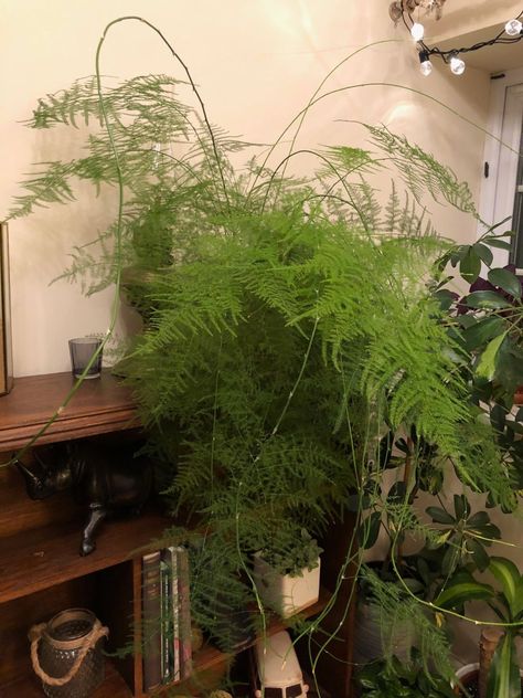 Fern Care Indoor, Asparagus Fern Care, Indoor Ferns, Ferns Care, Asparagus Plant, Kitchen Plants, Asparagus Fern, British Garden, Fern Plant