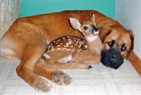 11 Unusual animal friendships that prove true love is blind – SheKnows Animal Friendships, Unlikely Friends, Animals Friendship, Unusual Animals, Baby Deer, Horse Stuff, Sweet Animals, Animals Friends, I Love Dogs