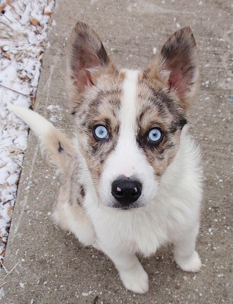 The Australian Shepherd and Siberian Husky Mix: A Complete Guide | Doggie Designer Australian Shepherd Husky, Australian Shepherd Red Tri, Husky Breeds, Siberian Husky Mix, Australian Shepherd Mix, Crazy Eyes, Husky Mix, Beautiful Dog, Blue Merle