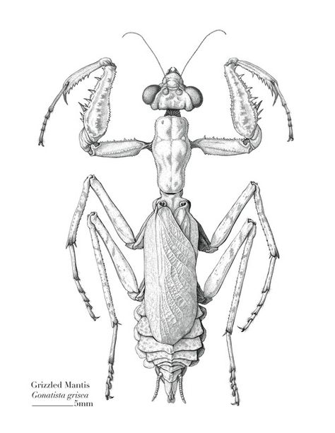 Mantis Mantis Illustration, Mantis Tattoo, Insect Crafts, Illustration Courses, Insect Tattoo, Science Illustration, Scientific Illustration, I Tattoo, Pattern Art