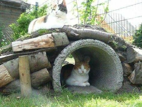 Diy Cat Tunnel, Outdoor Cat Tree, Catio Ideas, Cat Habitat, Cat Repellent, Ideas For Cats, Kat Diy, Chat Diy, Cat Patio