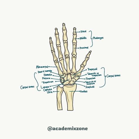 Caption ⬇️ . Follow @academixzone for daily study tips 📚….. ✨Hand Anatomy for Artists: A Comprehensive Guide 1. Bone Structure: The foundation of hand anatomy starts with the bones. The hand consists of 27 bones, including the carpals (wrist bones), metacarpals (palm bones), and phalanges (finger bones). Understanding their placement and articulation is crucial for capturing the hand’s basic form and movement. 2. Muscles and Tendons: The muscles and tendons bring life to the hand’s movemen... Hand Tendons, Bones Of The Hand, Skeleton Reference, Finger Bones, Hand Anatomy, Bone Structure, Human Body Systems, Anatomy For Artists, Body Systems