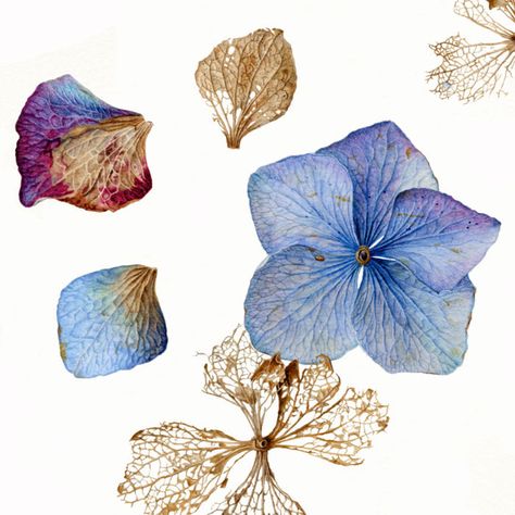 Carolyn Jenkins - Hydrangea Petals on Behance Hydrangea Tattoo, Hydrangea Petals, Hydrangeas Art, Illustration Botanique, Illustration Agency, Botanical Painting, Botanical Watercolor, Photorealism, Plant Illustration