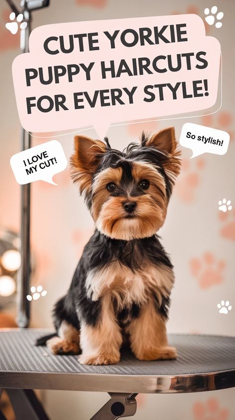 Looking for the perfect Yorkie Puppy Haircuts? From the famous Yorkie Teddy Bear Cut to trendy Yorkie Hairstyles, we’ve got the best ideas to keep your little Yorkie looking cute and stylish. Whether it’s a fluffy Yorkie Puppy Cut or a neat and chic Yorkshire Terrier Haircut, we’ve got all the tips you need to make your Yorkie shine! #gg #pethealthcaretips #yorkiehaircut Morkie Puppies Haircuts, Yorkshire Terrier Haircuts, Male Yorkie Hairstyles, Yorkie Haircut Teddy Bear, Yorkie Grooming Styles, Yorkie Terrier Haircuts, Yorkiepoo Haircuts, Yorkie Teddy Bear Cut, Yorkie Puppy Cut