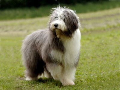 Polish lowland sheepdog > From Poland ...... Use today: Companion, herding ...... Colours: Any colour Unusual Dog Breeds, Polish Lowland Sheepdog, Sheepdog Puppy, Herding Dogs Breeds, Sheep Dog Puppy, Every Dog Breed, Akc Breeds, Sheep Dog, Tibetan Terrier