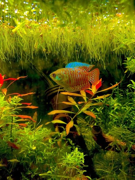 Beautiful Aquarium Fish, 10 Gallon Community Tank, Community Fish Tank Freshwater, Freshwater Aquarium Fish Tank Ideas, 30 Gallon Fish Tank Ideas, 20 Gallon Fish Tank Ideas, 10 Gallon Aquascape, 10 Gallon Fish Tank Ideas, 10 Gallon Tank Ideas