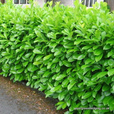 English Laurel Hedge Privacy Fences, Holly Hedge Landscaping, Laurel Hedge Front Garden, Laurel Hedge Ideas, Portugese Laurel Hedge, Cherry Laurel Hedge Privacy Fences, Schip Laurel Hedge, English Laurel Hedge, Skip Laurel Landscape