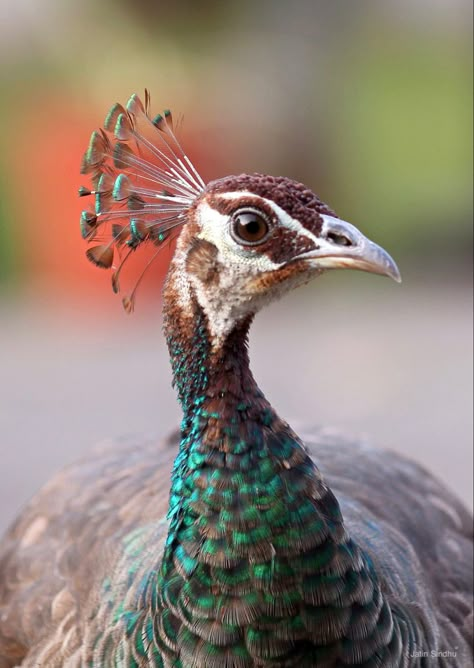 Female Peacock, Peacock And Peahen, Peacock Images, Peacock Pictures, Tree Drawings Pencil, Peacock Bird, Elegant Lady, Exotic Birds, Pretty Birds