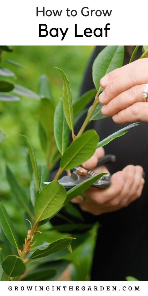 Bay Leaf Plant In Pot, Growing Bay Leaves Plants, Bay Plant, Bay Leaf Plant, Inside Gardening, Apothecary Garden, Bay Leaf Tree, Burn Bay Leaves, Laurel Plant