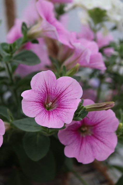 Grandma's Garden, Paint Flowers, Grandmas Garden, Old Lights, African Violets, Ranunculus, Water Lilies, Petunias, Lily Of The Valley