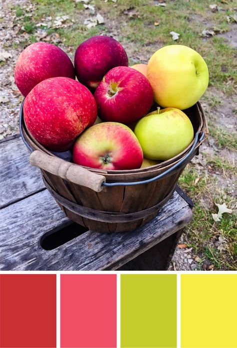 Apples color palette featuring Re-Entry Red, Plasma Pink, Terra Green and Lift-Off Lemon from Astrobrights Papers. Try this apple-inspired color red, pink, green and yellow color palette for fall parties, cards, scrapbooking, fall wedding color palettes, birthday parties and more #Colorize #ABColorPalette #spon Apple Green Color Palette, Green And Yellow Color Palette, Yellow Color Palette, Palettes Color, Craft Cider, Fall Parties, Wedding Color Palettes, Fall Wedding Color Palette, Color Coordination